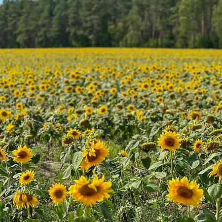 Ostoja Bukowo 12,2 U Szoltesa