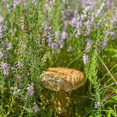 別荘 Ostoja Bukowo 12,2 U Szoltesa