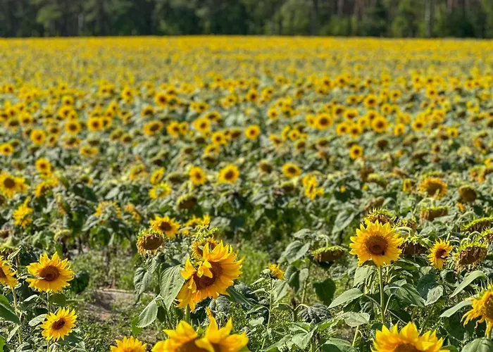 Ostoja Bukowo 12,2 U Szoltesa