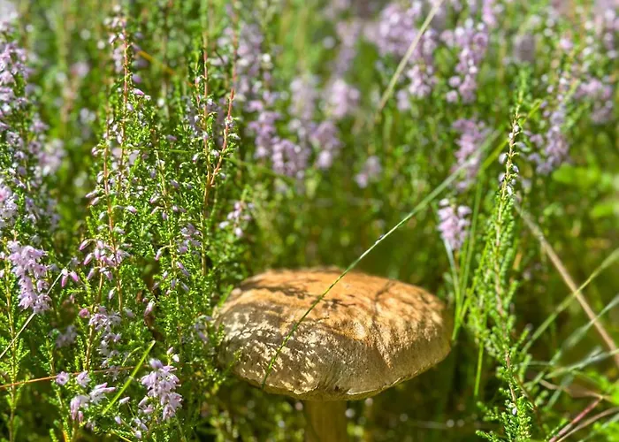 度假居 Ostoja Bukowo 12,2 U Szoltesa